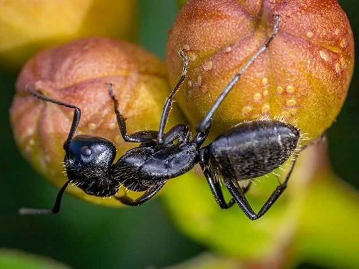 Uinta Pest Solutions