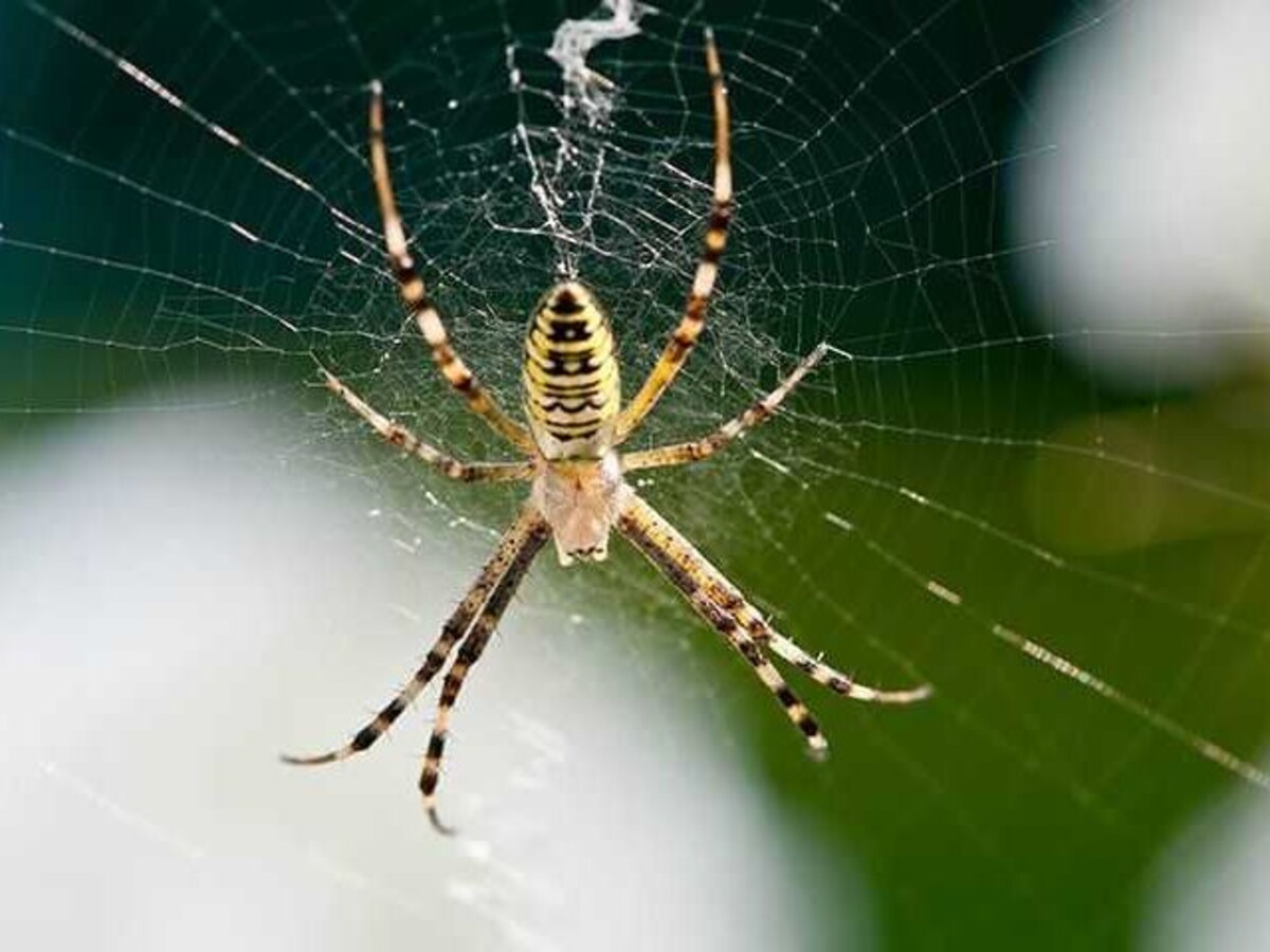 Uinta Pest Solutions
