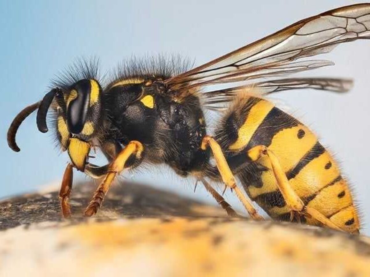 Uinta Pest Solutions