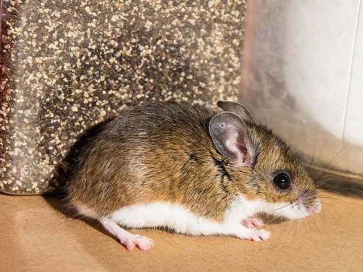 Uinta Pest Solutions